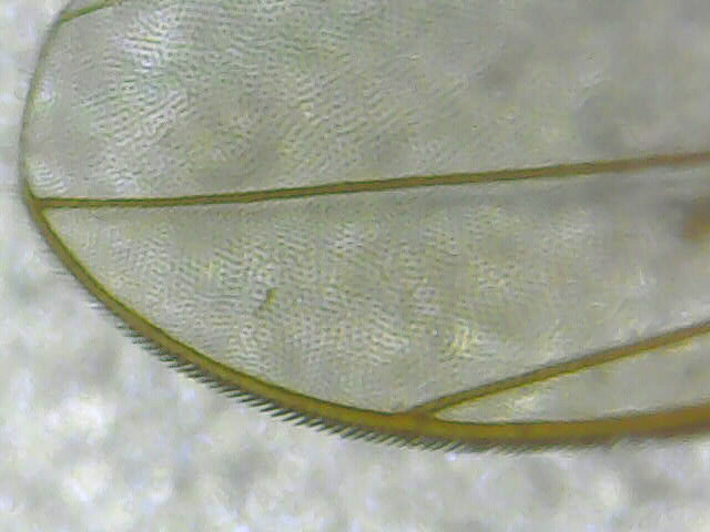 Wing of a Drosophila