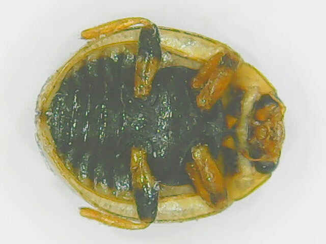 Ladybug (Tytthaspis sedecimpunctata)