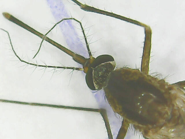 Mosquito (Culicidae)