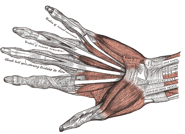 The human hand anatomy, public domain illustration