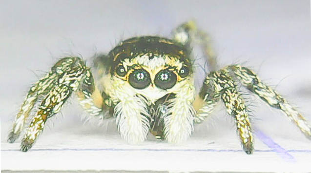 Spider (Salticidae)