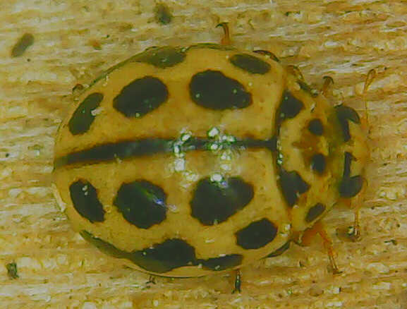 Ladybug (Tytthaspis sedecimpunctata)